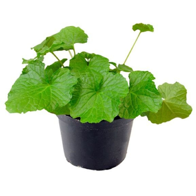 WASABI POT X6